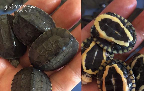 南种石金钱龟最新报价