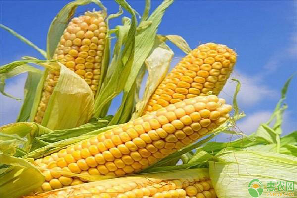 运城玉米最新价格动态，变化中的学习展现自信与成就的力量